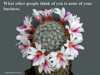 What other people think of you is none of your
business.




Mammillaria slevinii
 