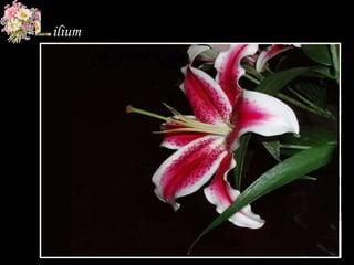 Zalea lily Common Azalea