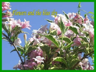 Flowers and the blue sky 