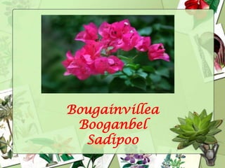 Flowers and their names | PPTX
