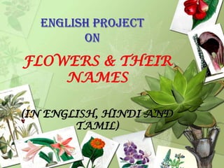 ENGLISH PROJECT
ON

FLOWERS & THEIR
NAMES
(IN ENGLISH, HINDI AND
TAMIL)

 