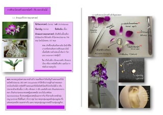 1.1 ลักษณะทั่วไปทางพฤกษศาสตร์
1.2 องค์ประกอบโครงสร้างสาคัญของดอก
การศึกษาโครงสร้างดอกชนิดที่ 1 คือ ดอกกล้วยไม้
ชื่อวิทยาศาสตร์: Orchid วงศ์: Orchidaceae
ชื่อสามัญ: Orchid ชื่อท้องถิ่น: เอื้อง
ลักษณะทางพฤกษศาสตร์: เป็นพืชใบเลี้ยงเดี่ยว
มักนิยมนามาใช้ประดับ ทั่วโลกพบประมาณ 796
สกุล โดยในไทยพบ 167 สกุล
ราก: เกิดที่โคนต้นหรือตามข้อ มีหน้าที่ยึด
เกาะหรือช่วยสังเคราะห์ด้วยแสง มักมี
เนื้อเยื่อสีขาวคล้ายฟองน้าเรียกว่า วีลา
เมน (velamen) ห่อหุ้มไว้
ใบ: เป็นใบเดี่ยว เรียงแบบสลับ เรียงแบบ
เวียน หรือบางชนิดมีใบเดียว และในบาง
ชนิดใบอาจลดรูปไป
ดอก: ดอกสมบูรณ์เพศ สมมาตรด้านข้าง ขณะที่ดอกกาลังเจริญก้านดอกและรังไข่
จะบิดตัวประมาณ 180 องศา (resupinate) ทาให้กลีบปากอยู่ด้านล่างของดอก
ยกเว้นกล้วยไม้บางชนิดที่ก้านดอกและรังไข่ไม่บิดตัวโดยทั่วไปกล้วยไม้มี 6 กลีบ
ประกอบด้วยกลีบเลี้ยง 3 กลีบ กลีบดอก 3 กลีบ และมีเส้าเกสร เป็นแท่งตรงกลาง
ดอก เป็นส่วนรวมของเกสรเพศผู้และเพศเมีย (ยกเว้นในวงศ์ย่อย
Apostasioideae ที่เกสรเพศผู้และเพศเมียแยกจากกัน) ที่ปลายเส้าเกสรมีกลุ่ม
เรณู (pollinia) ซึ่งมีตั้งแต่ 2 ถึง 8 กลุ่ม ในบางสกุลกลุ่มเรณูจะมีกลุ่มเรณูย่อย ซึ่ง
แต่ละสกุลจะมีความแตกต่างกัน และบางสกุลกลุ่มเรณูอาจจะมีก้านกลุ่มเรณูด้วย
 