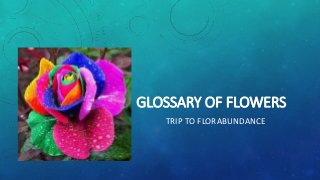 GLOSSARY OF FLOWERS 
TRIP TO FLORABUNDANCE 
 
