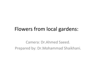 Flowers from local gardens: Camera: Dr.Ahmed Saeed. Prepared by: Dr.Mohammad Shaikhani. 