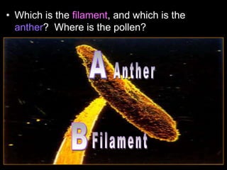 • Which is the filament, and which is the
anther? Where is the pollen?
 