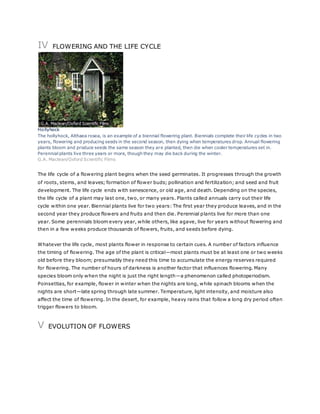 IV FLOWERING AND THE LIFE CYCLE 
Hollyhock 
The hollyhock, Althaea rosea, is an example of a biennial flowering plant. Biennials complete their life cycles in two 
years, flowering and producing seeds in the second season, then dying when temperatures drop. Annual flowering 
plants bloom and produce seeds the same season they are planted, then die when cooler temperatures set in. 
Perennial plants live three years or more, though they may die back during the winter. 
G.A. Maclean/Oxford Scientific Films 
The life cycle of a flowering plant begins when the seed germinates. It progresses through the growth 
of roots, stems, and leaves; formation of flower buds; pollination and fertilization; and seed and fruit 
development. The life cycle ends with senescence, or old age, and death. Depending on the species, 
the life cycle of a plant may last one, two, or many years. Plants called annuals carry out their life 
cycle within one year. Biennial plants live for two years: The first year they produce leaves, and in the 
second year they produce flowers and fruits and then die. Perennial plants live for more than one 
year. Some perennials bloom every year, while others, like agave, live for years without flowering and 
then in a few weeks produce thousands of flowers, fruits, and seeds before dying. 
Whatever the life cycle, most plants flower in response to certain cues. A number of factors influence 
the timing of flowering. The age of the plant is critical—most plants must be at least one or two weeks 
old before they bloom; presumably they need this time to accumulate the energy reserves required 
for flowering. The number of hours of darkness is another factor that influences flowering. Many 
species bloom only when the night is just the right length—a phenomenon called photoperiodism. 
Poinsettias, for example, flower in winter when the nights are long, while spinach blooms when the 
nights are short—late spring through late summer. Temperature, light intensity, and moisture also 
affect the time of flowering. In the desert, for example, heavy rains that follow a long dry period often 
trigger flowers to bloom. 
V EVOLUTION OF FLOWERS 
 