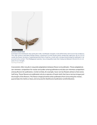Darwin's Hawk Moth 
Scientists were looking for this particular moth, Xanthopan morganii, even before they were sure of its existence. 
The 19th-century naturalist Charles Darwin, studying an orchid whose nectar-producing organs lay 30 cm (12 in) 
inside the flower structure, hypothesized that there must be a moth with a tongue long enough to pollinate it. He 
proved to be correct: This Madagascan species, has a tonguelike tube that measures between 30 and 35 cm (12 
and 14 in) in length. 
Dorling Kindersley 
Coevolution often results in exquisite adaptations between flower and pollinator. These adaptations 
can minimize competition for nectar and pollen among pollinators and also can minimize competition 
among flowers for pollinators. Comet orchids, for example, have narrow flowers almost a foot and a 
half long. These flowers are pollinated only by a species of hawk moth that has a narrow tongue just 
the length of the flowers. The flower shape prevents other pollinators from consuming the nectar, 
guarantees the moths a meal, and ensures the likelihood of pollination and fertilization. 
 