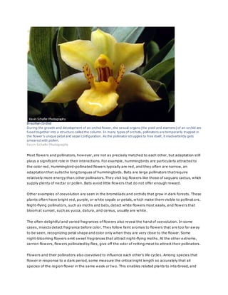 Brazilian Orchid 
During the growth and development of an orchid flower, the sexual organs (the pistil and stamens) of an orchid are 
fused together into a structure called the column. In many types of orchids, pollinators are temporarily trapped in 
the flower’s unique petal and sepal configuration. As the pollinator struggles to free itself, it inadvertently gets 
smeared with pollen. 
Kevin Schafer Photography 
Most flowers and pollinators, however, are not as precisely matched to each other, but adaptation still 
plays a significant role in their interactions. For example, hummingbirds are particularly attracted to 
the color red. Hummingbird-pollinated flowers typically are red, and they often are narrow, an 
adaptation that suits the long tongues of hummingbirds. Bats are large pollinators that require 
relatively more energy than other pollinators. They visit big flowers like those of saguaro cactus, which 
supply plenty of nectar or pollen. Bats avoid little flowers that do not offer enough reward. 
Other examples of coevolution are seen in the bromeliads and orchids that grow in dark forests. These 
plants often have bright red, purple, or white sepals or petals, which make them visible to pollinators. 
Night-flying pollinators, such as moths and bats, detect white flowers most easily, and flowers that 
bloom at sunset, such as yucca, datura, and cereus, usually are white. 
The often delightful and varied fragrances of flowers also reveal the hand of coevolution. In some 
cases, insects detect fragrance before color. They follow faint aromas to flowers that are too far away 
to be seen, recognizing petal shape and color only when they are very close to the flower. Some 
night-blooming flowers emit sweet fragrances that attract night-flying moths. At the other extreme, 
carrion flowers, flowers pollinated by flies, give off the odor of rotting meat to attract their pollinators. 
Flowers and their pollinators also coevolved to influence each other’s life cycle s. Among species that 
flower in response to a dark period, some measure the critical night length so accurately that all 
species of the region flower in the same week or two. This enables related plants to interbreed, and 
 