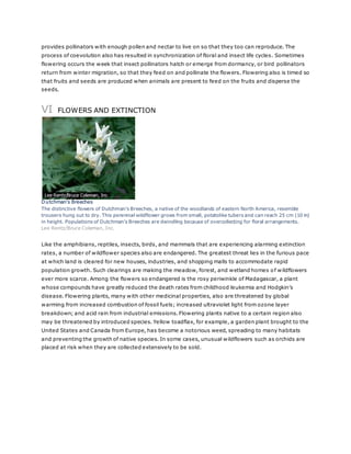 provides pollinators with enough pollen and nectar to live on so that they too can reproduce. The 
process of coevolution also has resulted in synchronization of floral and insect life cycles. Sometimes 
flowering occurs the week that insect pollinators hatch or emerge from dormancy, or bird pollinators 
return from winter migration, so that they feed on and pollinate the flowers. Flowering also is timed so 
that fruits and seeds are produced when animals are present to feed on the fruits and disperse the 
seeds. 
VI FLOWERS AND EXTINCTION 
Dutchman's Breeches 
The distinctive flowers of Dutchman’s Breeches, a native of the woodlands of eastern North America, resemble 
trousers hung out to dry. This perennial wildflower grows from small, potatolike tubers and can reach 25 cm (10 in) 
in height. Populations of Dutchman’s Breeches are dwindling because of overcollecting for floral arrangements. 
Lee Rentz/Bruce Coleman, Inc. 
Like the amphibians, reptiles, insects, birds, and mammals that are experiencing alarming extinction 
rates, a number of wildflower species also are endangered. The greatest threat lies in the furious pace 
at which land is cleared for new houses, industries, and shopping malls to accommodate rapid 
population growth. Such clearings are making the meadow, forest, and wetland homes of wildflowers 
ever more scarce. Among the flowers so endangered is the rosy periwinkle of Madagascar, a plant 
whose compounds have greatly reduced the death rates from childhood leukemia and Hodgkin’s 
disease. Flowering plants, many with other medicinal properties, also are threatened by global 
warming from increased combustion of fossil fuels; increased ultraviolet light from ozone layer 
breakdown; and acid rain from industrial emissions. Flowering plants native to a certain region also 
may be threatened by introduced species. Yellow toadflax, for example, a garden plant brought to the 
United States and Canada from Europe, has become a notorious weed, spreading to many habitats 
and preventing the growth of native species. In some cases, unusual wildflowers such as orchids are 
placed at risk when they are collected extensively to be sold. 
 
