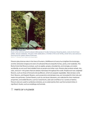 Jack-in-the-Pulpit plant 
Arum is the common name for about 2,000 species of mostly herbaceous flowering plants, some of which have 
edible, starchy rootstocks. The jack-in-the-pulpit plant, a member of the arum family, shown here, was used as a 
food source for eastern Native Americans. 
Kerry T. Givens/Tom Stack and Associates 
Flowers play diverse roles in the lives of humans. Wildflowers of every hue brighten the landscape, 
and the attractive shapes and colors of cultivated flowers beautify homes, parks, and roadsides. The 
fleshy fruits that flowers produce, such as apples, grapes, strawberries, and oranges, are eaten 
worldwide, as are such hard-shelled fruits as pecans and other nuts. Flowers also produce wheat, rice, 
oats, and corn—the grains that are dietary mainstays throughout the world. People even eat unopened 
flowers, such as those of broccoli and cauliflower, which are popular vegetables. Natural dyes come 
from flowers, and fragrant flowers, such as jasmine and damask rose, are harvested for their oils and 
made into perfumes. Certain flowers, such as red clover blossoms, are collected for their medicinal 
properties, and edible flowers, such as nasturtiums, add color and flavor to a variety of dishes. 
Flowers also are used to symbolize emotions, as is evidenced by their use from ancient times in 
significant rituals, such as weddings and funerals. 
II PARTS OF A FLOWER 
 