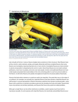 E Variations in Structure 
Zucchini Plant 
Zucchini and many other squash plants feature pistillate flowers, or flowers with only female reproductive 
structures, and staminate flowers, those with only male reproductive structures, growing on the same plant. Plants 
of this type are called mooecious species. In dioecious species, such as date trees, staminate and pistillate flowers 
are found on different plants. Successful reproduction depends on male reproductive cells from the plant with the 
staminate flowers being transferred to the plant with the pistillate flowers. 
David Cavagnaro/Visuals Unlimited 
Like virtually all forms in nature, flowers display many variations in their structure. Most flowers have 
all four whorls—pistil, stamens, petals, and sepals. Botanists call these complete flowers. But some 
flowers are incomplete, meaning they lack one or more whorls. Incomplete flowers are most common 
in plants whose pollen is dispersed by the wind or water. Since these flowers do not need to attract 
pollinators, most have no petals, and some even lack sepals. Certain wind-pollinated flowers do have 
small sepals and petals that create eddies in the wind, directing pollen to swirl around and settle on 
the flower. In still other flowers, the petals and sepals are fused into structures called a floral tube. 
Flowers that lack either stamens or a pistil are said to be imperfect. The petal-like rays on the edge of 
a sunflower, for example, are actually tiny, imperfect flowers that lack stamens. Imperfect flowers can 
still function in sexual reproduction. A flower that lacks a pistil but has stamens produces pollen, and a 
flower with a pistil but no stamens provides ovules and can develop into fruits and seeds. Flowers that 
have only stamens are termed staminate, and flowers that have only a pistil are called pistillate. 
Although a single flower can be either staminate or pistillate, a plant species must have both to 
reproduce sexually. In some species with imperfect flowers, the staminate and pistillate flowers occur 
 