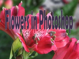 Flowers in Photoshop 
