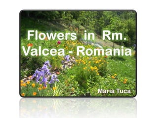 Flowers  in  Rm. Valcea - Romania  Maria Tuca 