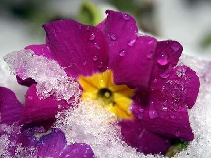 flowers in the snow