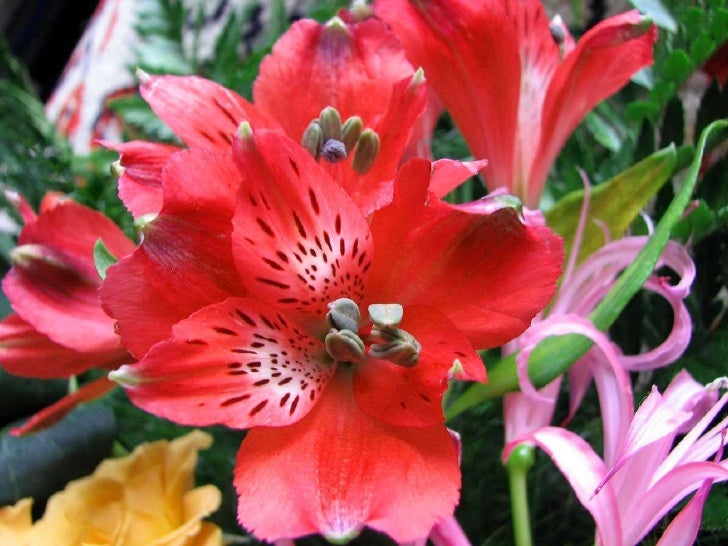 Flowers & jazz