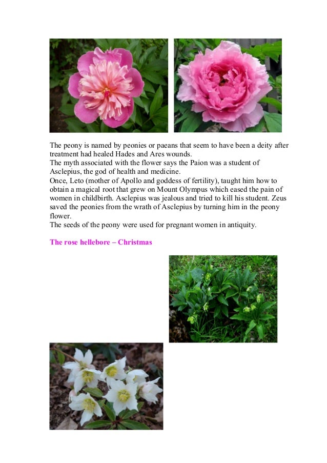 Flowers'myths by ann magkiosi