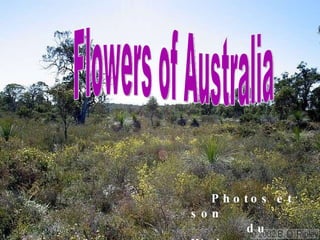 Flowers of Australia Photos et son  du Web 