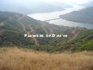 Flowers of Dasve 