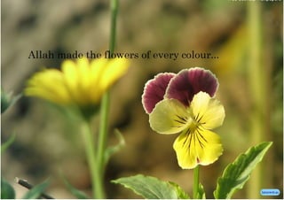 Flowers of every color