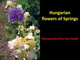 Hungarian flowers of Springs Photographed by Ivan Szedo 