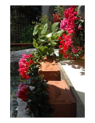Flowers on a patio in rome.jpeg