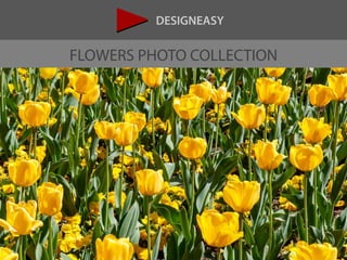 DESIGNEASY
FLOWERS PHOTO COLLECTION
 