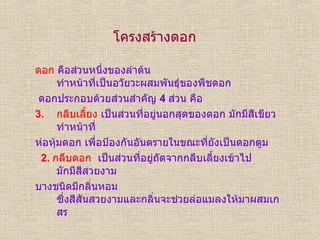 โครงสร้างดอก ดอก  คือส่วนหนึ่งของลำต้น ทำหน้าที่เป็นอวัยวะผสมพันธุ์ของพืชดอก  ดอกประกอบด้วยส่วนสำคัญ  4  ส่วน คือ กลีบเลี้ยง  เป็นส่วนที่อยู่นอกสุดของดอก มักมีสีเขียว ทำหน้าที่ ห่อหุ้มดอก เพื่อป้องกันอันตรายในขณะที่ยังเป็นดอกตูม 2.  กลีบดอก   เป็นส่วนที่อยู่ถัดจากกลีบเลี้ยงเข้าไป มักมีสีสวยงาม บางชนิดมีกลิ่นหอม ซึ่งสีสันสวยงามและกลิ่นจะช่วยล่อแมลงให้มาผสมเกสร 