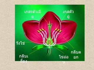 กลีบเลี้ยง ไข่อ่อน กลีบดอก รังไข่ เกสรตัวเมีย เกสตัวผู้ 