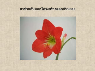 มาช่วยกันบอกโครงสร้างดอกกันนะคะ 