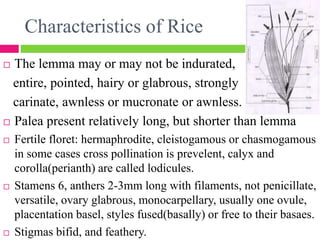 Lemma In Rice Flower structure | PPTX