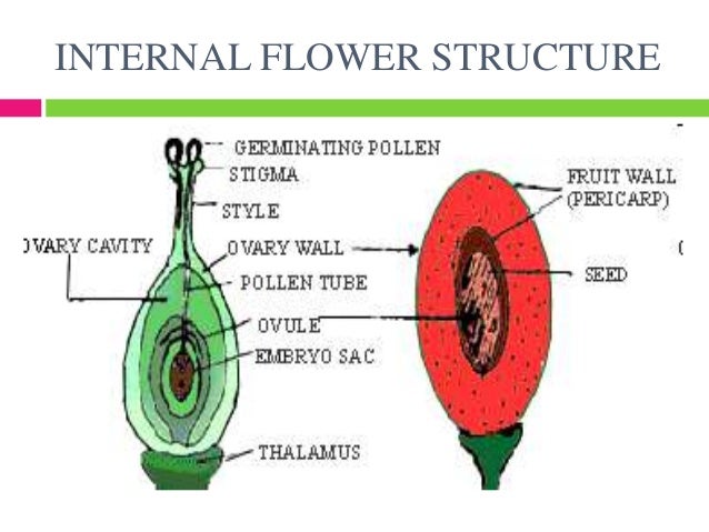 Flower structure