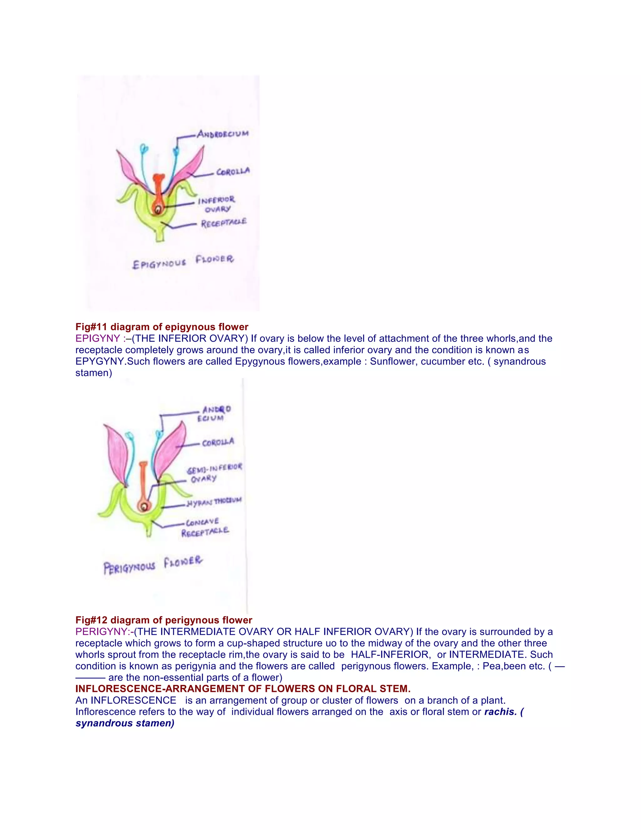 Fig#11 diagram of epigynous flower
EPIGYNY :–(THE INFERIOR OVARY) If ovary is below the level of attachment of the three whorls,and the
receptacle completely grows around the ovary,it is called inferior ovary and the condition is known as
EPYGYNY.Such flowers are called Epygynous flowers,example : Sunflower, cucumber etc. ( synandrous
stamen)
Fig#12 diagram of perigynous flower
PERIGYNY:-(THE INTERMEDIATE OVARY OR HALF INFERIOR OVARY) If the ovary is surrounded by a
receptacle which grows to form a cup-shaped structure uo to the midway of the ovary and the other three
whorls sprout from the receptacle rim,the ovary is said to be HALF-INFERIOR, or INTERMEDIATE. Such
condition is known as perigynia and the flowers are called perigynous flowers. Example, : Pea,been etc. ( —
——— are the non-essential parts of a flower)
INFLORESCENCE-ARRANGEMENT OF FLOWERS ON FLORAL STEM.
An INFLORESCENCE is an arrangement of group or cluster of flowers on a branch of a plant.
Inflorescence refers to the way of individual flowers arranged on the axis or floral stem or rachis. (
synandrous stamen)
 