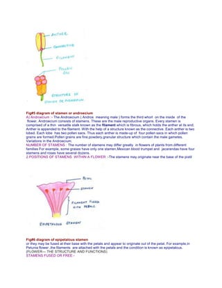 Fig#5 diagram of stamen or androecium
A) Androecium :- The Androecium ( Andros meaning male ) forms the third whorl on the inside of the
flower. Androecium consists of stamens. These are the male reproductive organs. Every stamen is
comprised of a thin versatile stalk known as the filament which is fibrous, which holds the anther at its end.
Anther is appended to the filament. With the help of a structure known as the connective. Each anther is two
lobed. Each lobe has two pollen sacs. Thus each anther is made-up of four pollen sacs in which pollen
grains are formed.Pollen grains are fine,powdery,granular structure which contain the male gametes.
Variations in the Androecium.
NUMBER OF STAMENS : The number of stamens may differ greatly in flowers of plants from different
families For example, some grases have only one stamen,Mexican blood trumpet and jacarandas have four
stamens and roses have several dozens.
2.POSITIONS OF STAMENS WITHIN A FLOWER :-The stamens may originate near the base of the pistil
Fig#6 diagram of epipetalous stamen
or they may be fused at their base with the petals and appear to originate out of the petal. For example,in
Petunia flower ,the filaments are attached with the petals and the condition is known as epipetalous.
(FLOWER— THE STRUCTURE AND FUNCTIONS)
STAMENS FUSED OR FREE:-
 