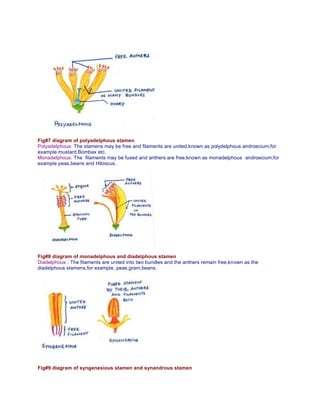 Fig#7 diagram of polyadelphous stamen
Polyadelphous: The stamens may be free and filaments are united,known as polydelphous androecium,for
example mustard,Bombax etc.
Monadelphous: The filaments may be fused and anthers are free,known as monadelphous androecium,for
example peas,beans and Hibiscus.
Fig#8 diagram of monadelphous and diadelphous stamen
Diadelphous : The filaments are united into two bundles and the anthers remain free,known as the
diadelphous stamens,for example, peas,gram,beans.
Fig#9 diagram of syngenesious stamen and synandrous stamen
 