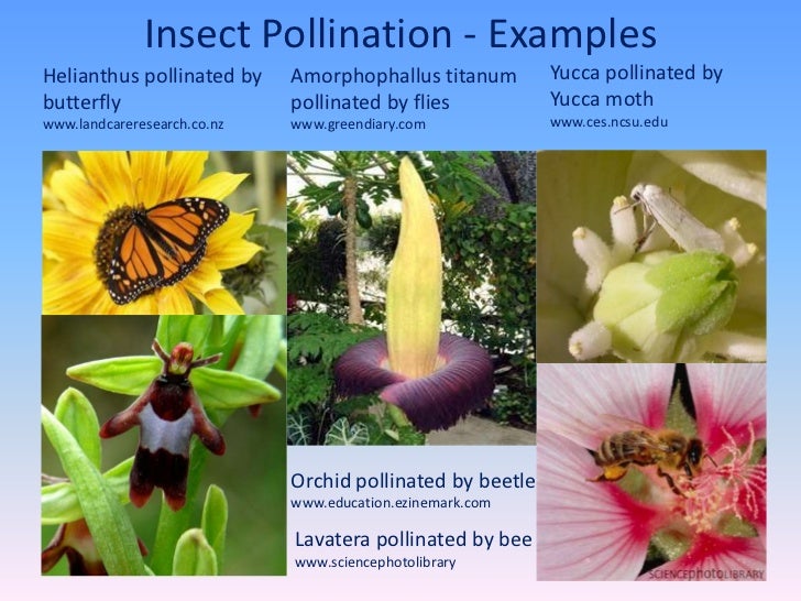 Flower Structure Pollination Fertilization flower-structure-pollination-fertilization