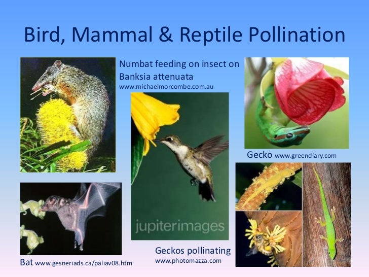 Flower structure, pollination, fertilization