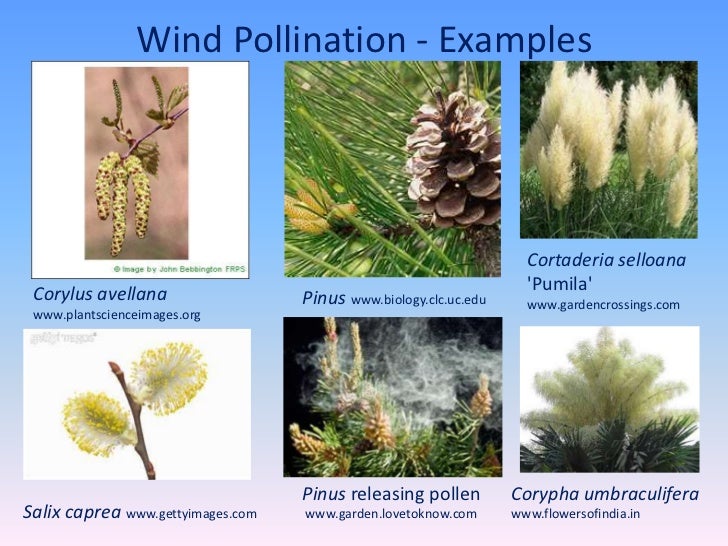 Flower structure, pollination, fertilization