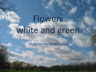 Flowers
white and green
Magdalena Madjarova
 