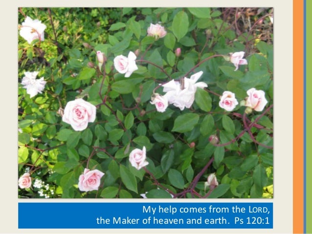 Flowers With Bible Verses