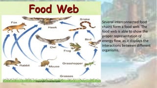 flow of energy.pptx Environmental science | PPTX