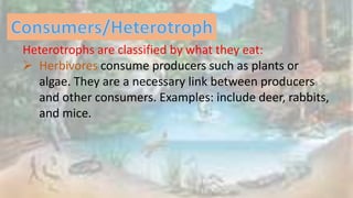 flow of energy.pptx Environmental science | PPTX