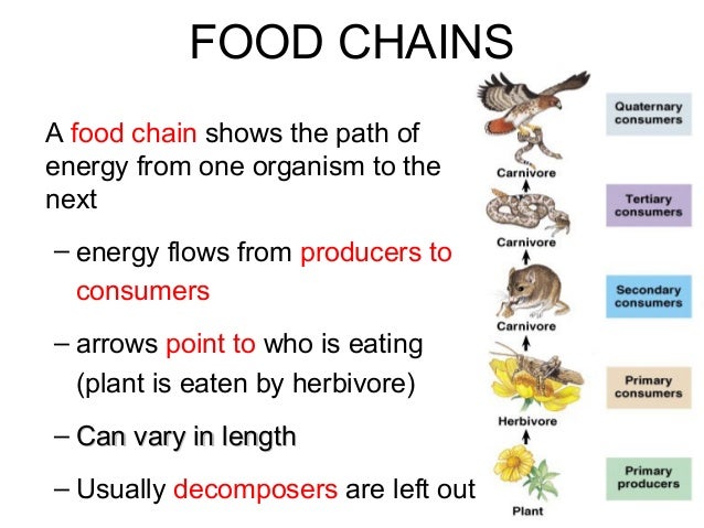 Create Flow Charts That Show Four Different Food Chains