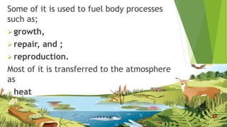 Flow of Energy and Matter in the Ecosystem | PPTX