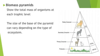 Flow of Energy and Matter in the Ecosystem | PPTX