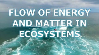 Flow of Energy and Matter in Ecosystems