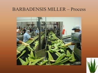 BARBADENSIS MILLER – Process




                               4
 