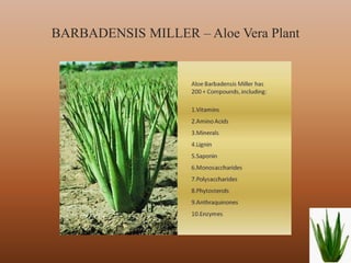 BARBADENSIS MILLER – Aloe Vera Plant




                                       5
 