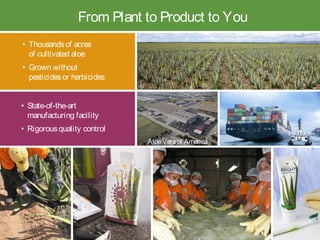 From Plant to Product to You
• Thousandsof acres
of cultivated aloe
• Grown without
pesticidesor herbicides
• State-of-the-art
manufacturing facility
• Rigorousquality control
AloeVeraof America
 