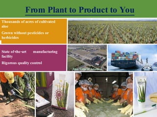 From Plant to Product to You Thousands of acres of cultivated aloe Grown without pesticides or herbicides State of-the-art manufacturing facility Rigorous quality control Aloe Vera of America 