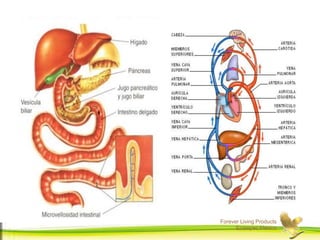Forever Living Products
Ecatepec,Mexico
 